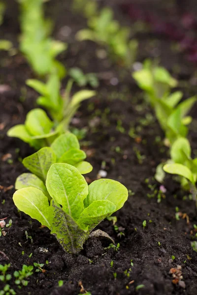 Romain Lettuce Seedlings Garden Gardening — Stock Photo, Image