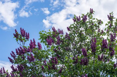Mavi gökyüzüne karşı çiçek açan leylaktan bir ağaç. Çiçek açan, doğal arka plan