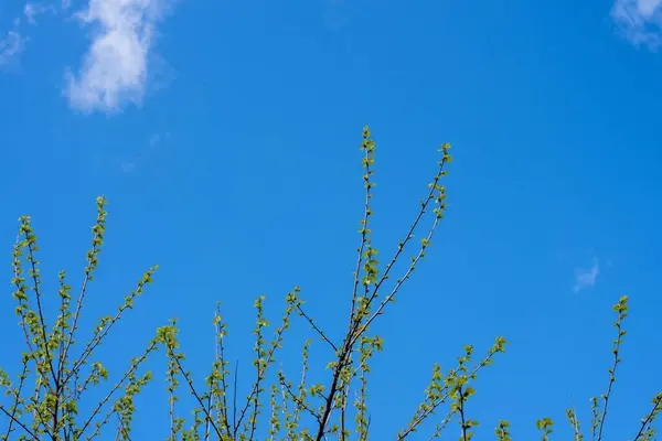 青い空に対して春に緑の葉を持つ木の枝 — ストック写真
