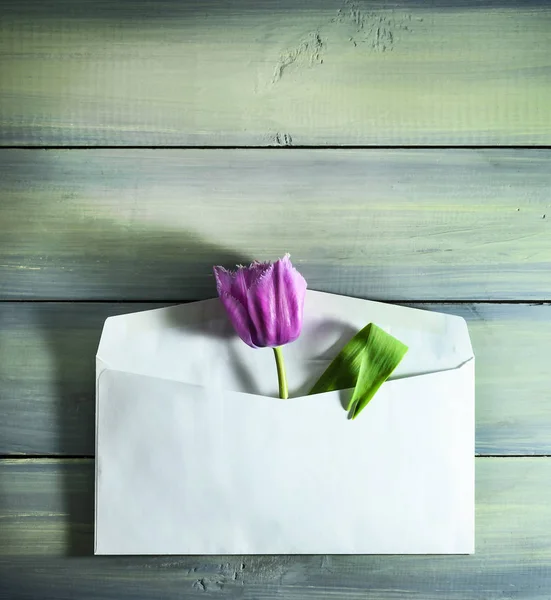 Tulipas de primavera em um envelope postal — Fotografia de Stock