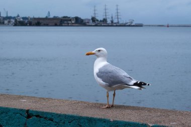 Martı sahilde. Turizm, seyahat