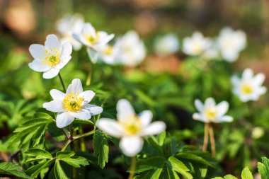 Güzel ilkbahar çiçekleri. Kar damlaları. Yakın plan. Seçici odaklanma. Doğa.