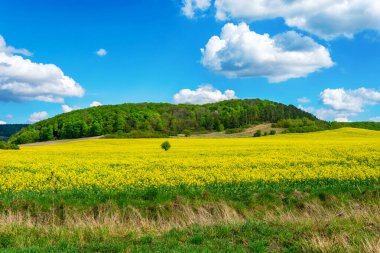 Mavi bulutlu gökyüzünün arka planında sarı çiçekli güzel bir tarla. Doğa. Manzaralar