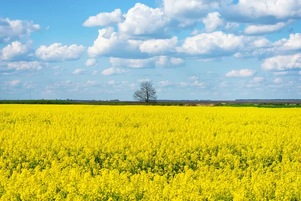 Beautiful Field Yellow Flowers Background Blue Cloudy Sky Nature Landscapes — Stock Photo, Image