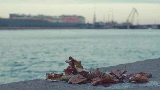 填石路堤上的叶子关闭 — 图库视频影像