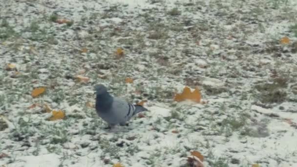 Pigeons marchant côté promenade sur fond d'hiver — Video