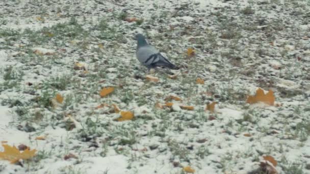 Pombos caminhando lado a lado no fundo do inverno — Vídeo de Stock