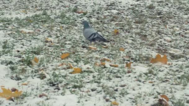 Tauben gehen seitlich auf winterlichen Hintergrund — Stockvideo