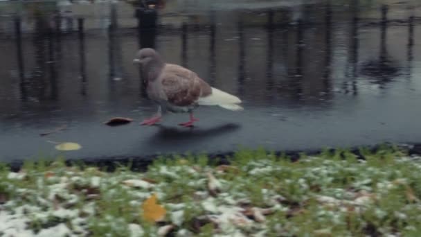 Palomas caminando al lado de caminar sobre fondo de invierno — Vídeo de stock