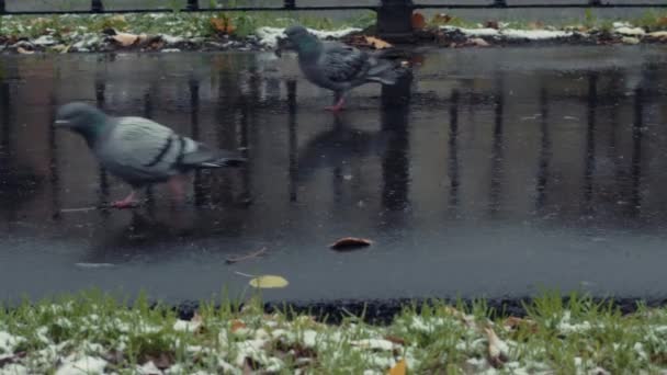 Piccioni a piedi passeggiata laterale su sfondo invernale — Video Stock