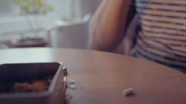 Primer plano de hombre manos rodando cigarrillos — Vídeos de Stock