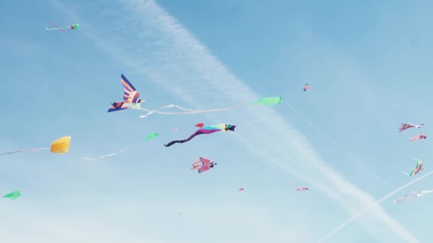 Muchas cometas de colores en vuelo contra el cielo azul y el día soleado — Vídeo de stock