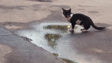 Şofben yakınındaki su birikintileri sokakta oturan siyah ve beyaz kedi