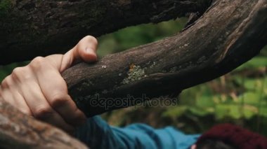 Erkek eller Ağaç kökleri için tutunmuş. Uzun yürüyüşe çıkan kimse Yamaç yukarı tırmanıyor