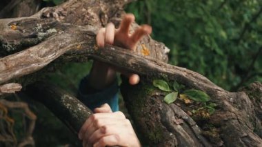Genç cesur hiker ağaçlar kökleri için tutunmuş yamaç tarafından yukarı tırmanıyor