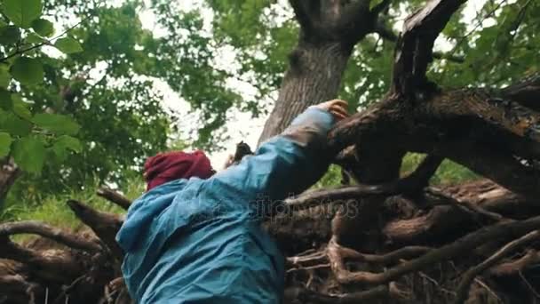 Νεαρός ταξιδιώτης ανεβαίνοντας πάνω από κλίση προσκολλάται στις ρίζες των δέντρων — Αρχείο Βίντεο