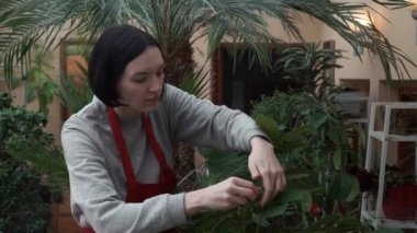 Genç kadın kırmızı önlük, nazikçe temizler bitki yaprakları bir sera peçete ile