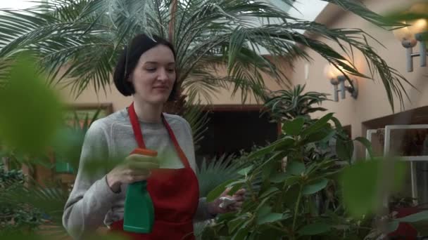 Hübsche junge Frau in Uniform gießt Pflanzen mit Sprüher im Gewächshaus — Stockvideo