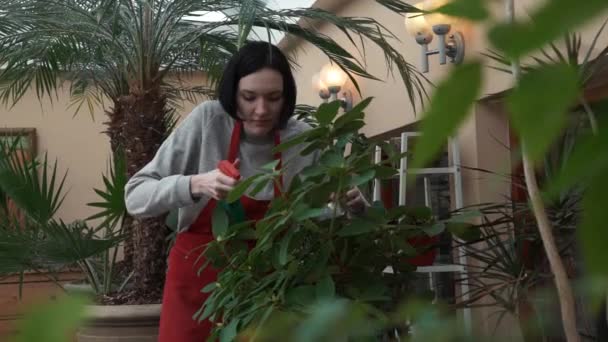 Молодой флорист в красном фартуке поливает растения с садовым распылителем в теплице — стоковое видео