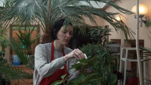 Young woman gardener in apron taking care of plants and flowers in greenhouse — Stock Video