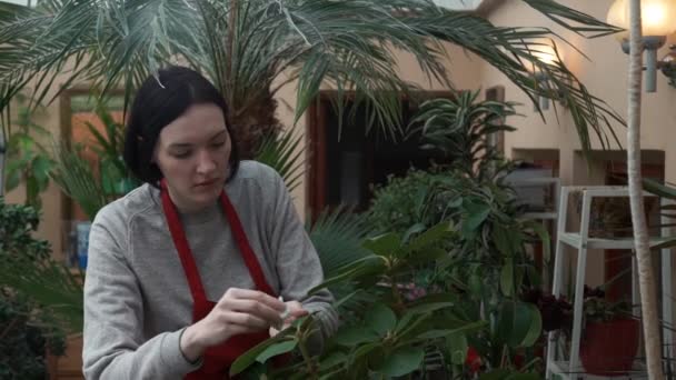 Vrouwelijke tuinman in schort het verzorgen van planten en bloemen in kas — Stockvideo