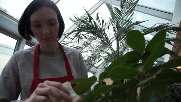 Mujer joven en delantal limpia cuidadosamente las hojas de las plantas con servilleta en el jardín casero — Vídeo de stock