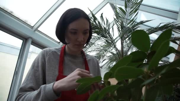 Portret van een jong meisje reinigt zorgvuldig plant bladeren met servet in huis Tuin — Stockvideo