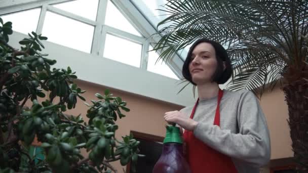 Приваблива жінка садівник в червоному фартусі з використанням садового розпилювача в теплиці . — стокове відео