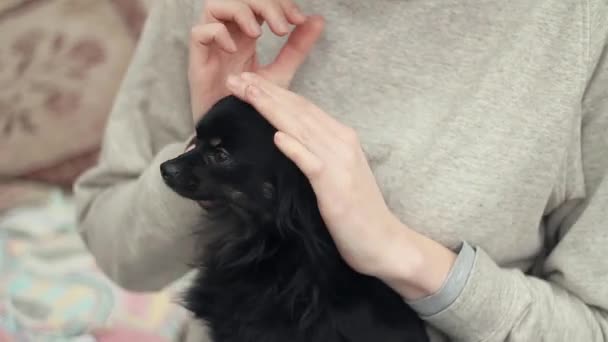 Giovane donna accarezza un cane chihuahua animale domestico sul divano a casa. Cura degli animali — Video Stock