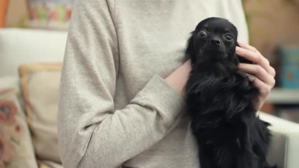 Female hands strokes cute black chihuahua dog on sofa at living room — Stock Video