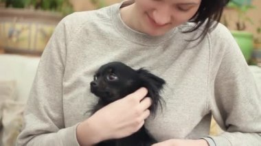 Genç kadın evde kanepe evde beslenen hayvan chihuahua köpek sıvazlar. Hayvan bakım