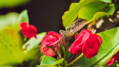 Oryantal Bahçe Kertenkelesi Euphorbia 'da Tayland' da Güzel Çiçek