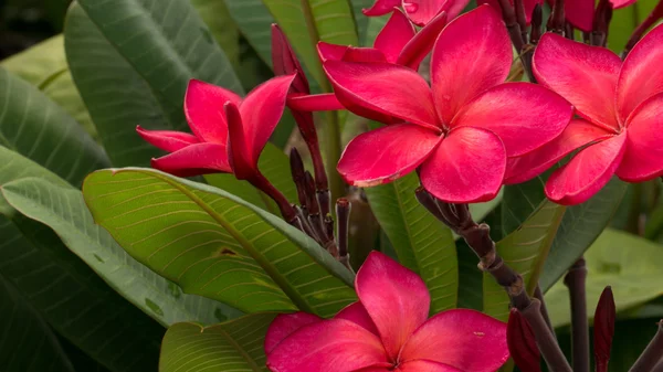 Cacho de flores de plumeria frangipani vermelho no dia ensolarado — Fotografia de Stock