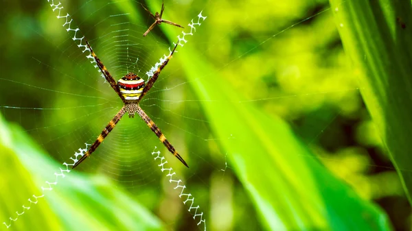 Croix de Saint Andrews, Argiope repose sur toile, Ko Tao, Thaïlande — Photo