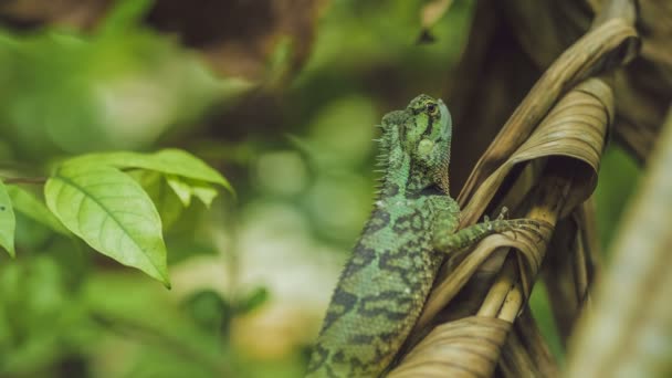 Lizard with stump, Calotes emma on Banan Leaf, Krabi, Thailand — Stock Video