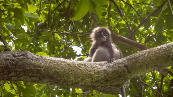Jung zahnědlé listy opice Langur v lese s druhou, Railay, Město Krabi, Thajsko — Stock video