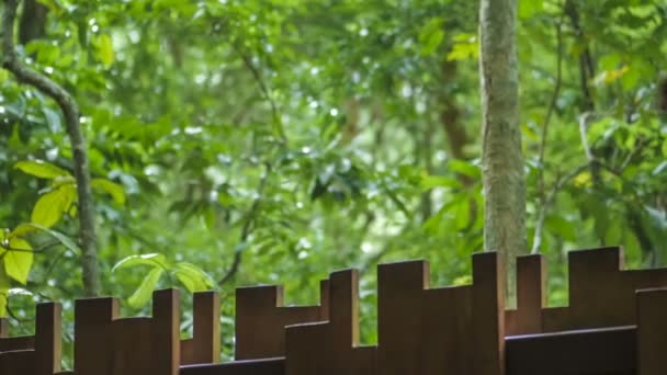 Wilde aap, makaak, kliek wandelen langs het hek boven, Railay beach in Krabi Thailand — Stockvideo