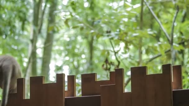 Divoké opice makak, klika pěšky podél plotu — Stock video