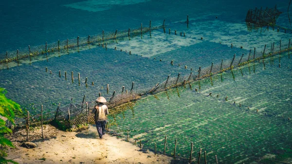 Lidé sbírat mořské řasy plantáže řas - Nusa Penida, Bali, Indonésie — Stock fotografie