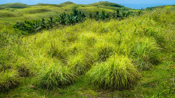 Palm Oasis in Wisata Bukit Teletubbies Hill, Isola di Nusa Penida, Bali, Indonesia — Foto Stock