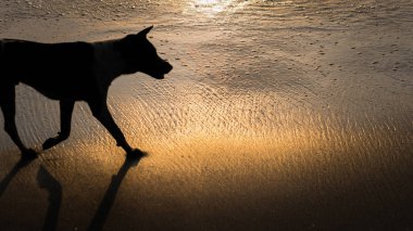 Köpek siluet on güzel kristal Bay Nusa Penida Bali günbatımı Altın ışık