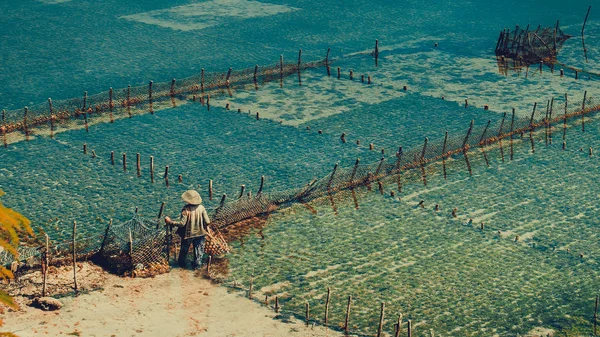 Yosun tarlaları yosun - Nusa Penida, Bali, Endonezya insanlar toplamak