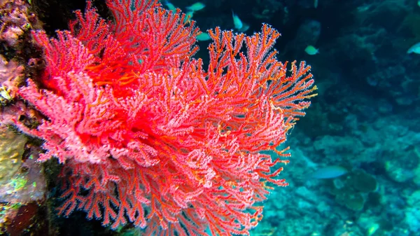 Corales blandos rojo om Frewen pared, Raja Ampat, Indonesia — Foto de Stock