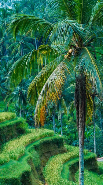 近距离拍摄美丽巨大的棕榈树，在惊人的 Tegalalang 水稻梯田田野，巴厘岛，巴厘岛， — 图库照片
