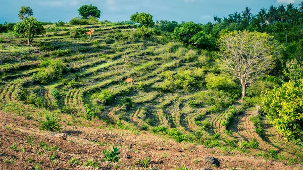 Nice Terrace with Cows near Kelingking Beach, Nusa Penida Island, Bali, Indonesia — Stock Photo, Image