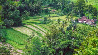Pirinç tarrace ve Çalıştırıcılar, Bali, Endonezya küçük köyde