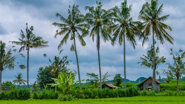 Pirinç tarrace, Çalıştırıcılar yakınındaki bazı hindistancevizi palmiye ağaçları. Bali, Endonezya — Stok fotoğraf