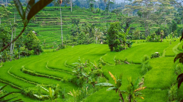 Arroz verde exuberante tarrace em Sidemen. Bali, Indonésia — Fotografia de Stock