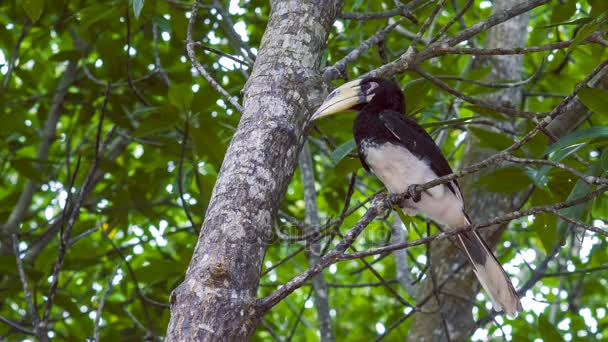 Junger Hornvogel auf Ast, Geländer, Krabi - Thailand — Stockvideo