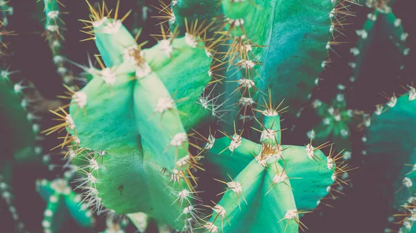 Familia de cactus, top shot, primer plano barril cactus, vendimia —  Fotos de Stock